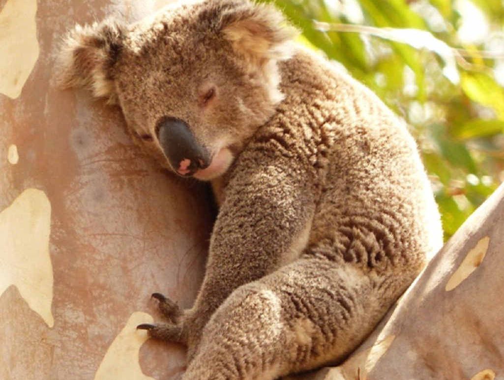 TREEHUGGER: Benson at rest in Winwood Drive. PHOTO: DEBBIE HANDLEY TREEHUGGER: Benson at rest in Winwood Drive. PHOTO: DEBBIE HANDLEY